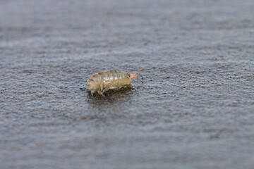 beach hopper, Bandon beach, Oregon, USA