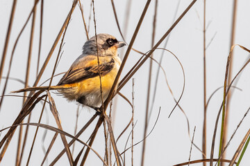 A Long tail Shrike in dry grass