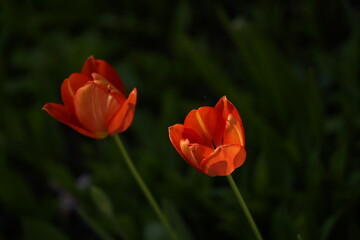 red and yellow tulips