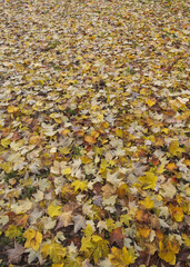 meadow full of leaves with autumn colors