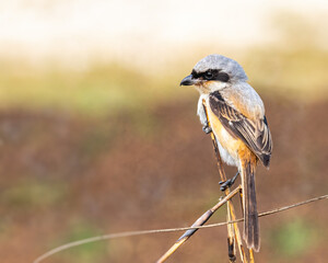 A Long tail Shrike posing for portrait