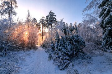 Sunrise in the wood between the trees strains in winter period. Dawn in the winter forest. The sun's rays break through the branches.