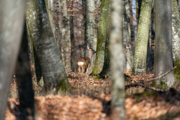 Deer in the early spring forest