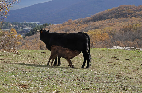 ternero joven mamando leche de la vaca