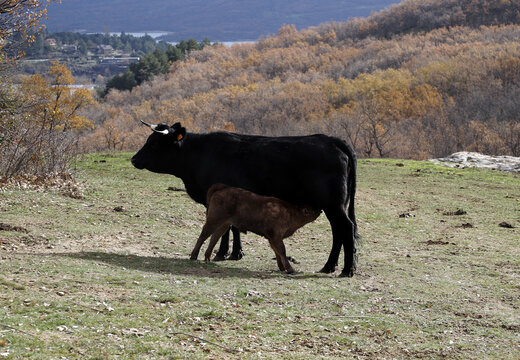 ternero mamando de las ubres de la vaca