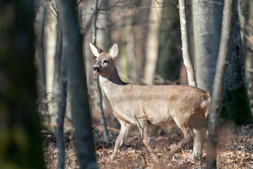 Deer in the early spring forest
