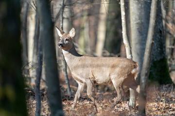 Deer in the early spring forest