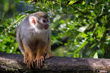 Common squirrel monkey (Saimiri sciureus) on tree in the nature.