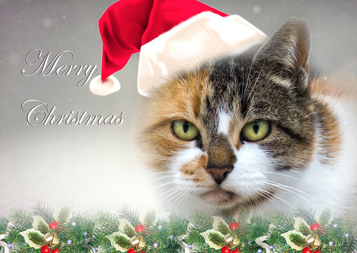 Green Eyed Cat With Santa Hat Merry Christmas