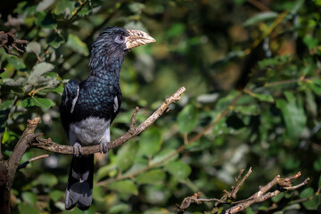 Piping Hornbill (Ceratogymna fistulator fistulator) sitting on a branch in green bushes.