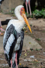 Milky stork (Mycteria cinerea) basking in the sun.