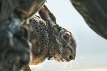 Researchers applying a radio collar to an european brown hare for scientific research - Scientific research concept - Protection of wildlife