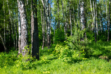 Fototapeta na wymiar Colorful birch grove with bright green undergrowth, summer July landscape