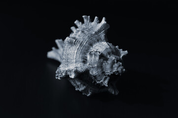 Seashell of Muricidae family of marine snails hight contrast macro shot on black background