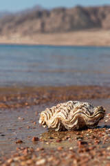Close up view of closed bivalve shell on sand beach with sea and mountains in background Dahab Egypt © Igor