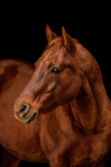 Fototapeta na wymiar Black shot fine art portrait of a dark chestnut brown quarter horse gelding in isolated on black background