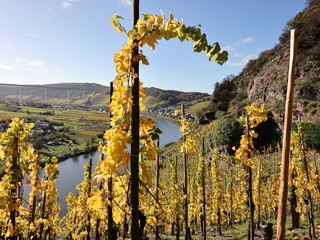 colorful vineyards at moselle valley, Germany