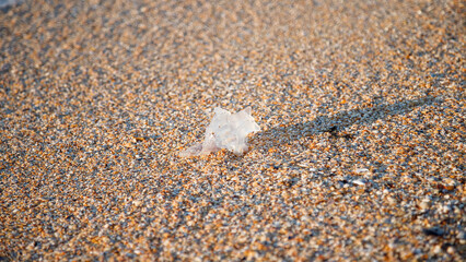 Fototapeta na wymiar A jellyfish washed up on the shore. Sandy beach.