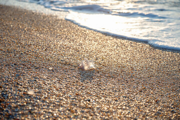 A jellyfish washed up on the shore. Sandy beach. © MadCat13Shoombrat
