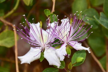 bloom of caper bush, also called Flinders rose,Sardinia Italy