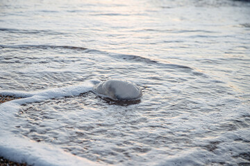 A jellyfish washed up on the shore. Sandy beach. © MadCat13Shoombrat