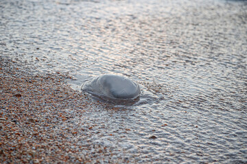A jellyfish washed up on the shore. Sandy beach. © MadCat13Shoombrat