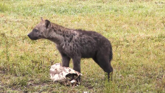 Closeup of a hyena cub that finds a skull and runs away with it.