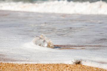 A jellyfish washed up on the shore. Sandy beach. © MadCat13Shoombrat