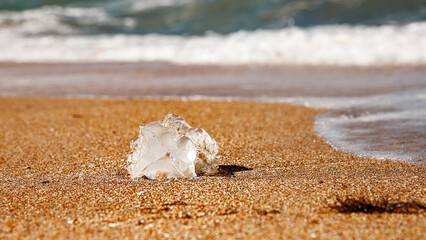 A jellyfish washed up on the shore. Sandy beach. © MadCat13Shoombrat
