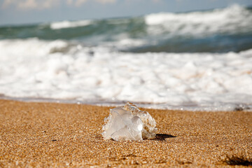 A jellyfish washed up on the shore. Sandy beach. © MadCat13Shoombrat