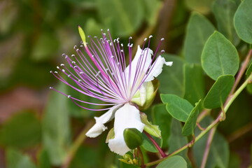 bloom of caper bush, also called Flinders rose,Sardinia Italy