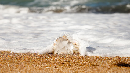 A jellyfish washed up on the shore. Sandy beach. © MadCat13Shoombrat