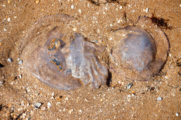 A jellyfish washed up on the shore. Sandy beach. © MadCat13Shoombrat
