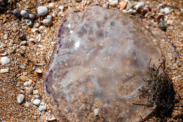 A jellyfish washed up on the shore. Sandy beach. © MadCat13Shoombrat