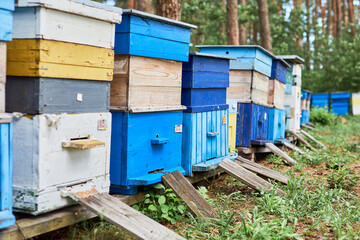 Fototapeta na wymiar Colorful hives of bees in forest. Wooden beehives for bees near trees.