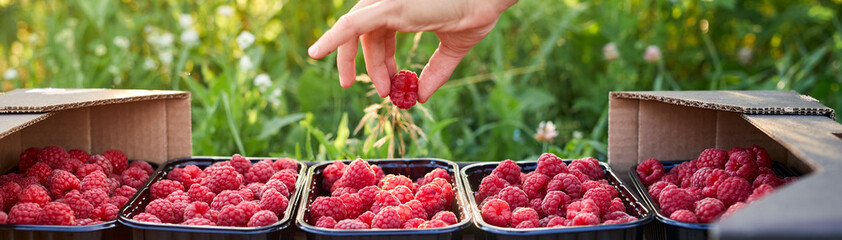 Hand hold berry. Woman picks red ripe raspberry from a green bush and put it on box or container....
