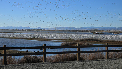 Snow Geese Migration at Sacramento Wildlife Refuge, California