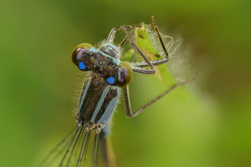 Die Libelle große Pechlibelle als Portrait, Ischnura elegans