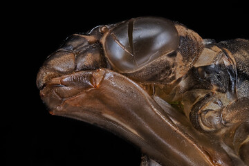 der kopf von der abgelegten haut einer libelle vor schwarzem hintergrund als studiofoto, häutung, exuvie