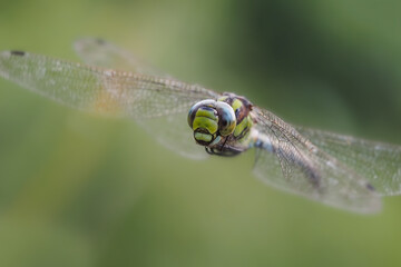 Die Libelle Blaugrüne Mosaikjungfer, Aeshna cyanea, im Flug vor grünem Hintergrund