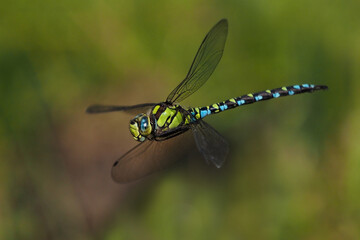 Die Libelle Blaugrüne Mosaikjungfer, Aeshna cyanea, im Flug vor grünem Hintergrund