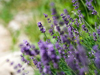 Beautiful Lavender flowers in nature