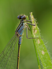 Die Libelle große Pechlibelle als Portrait, Ischnura elegans