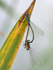 Die Libelle große Pechlibelle bei der Paarung, Ischnura elegans