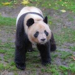 Fototapeta premium Young panda walking in the grass, portrait 