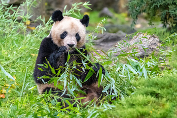 Young giant panda eating bamboo in the grass, portrait

