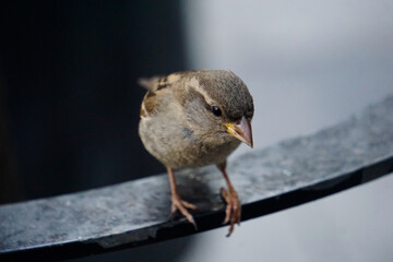 bird on a fence