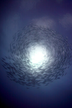 Banco de peces girando en espiral