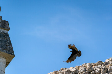 A Turkey vulture (Cathartes aura) flies over the Mayan ruin complex at Chichen Itza.