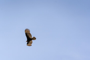A Turkey vulture (Cathartes aura) flies over the Mayan ruin complex at Chichen Itza.